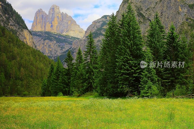 Tre Cime Di Lavaredo 花草甸，白云岩，意大利蒂罗尔阿尔卑斯山